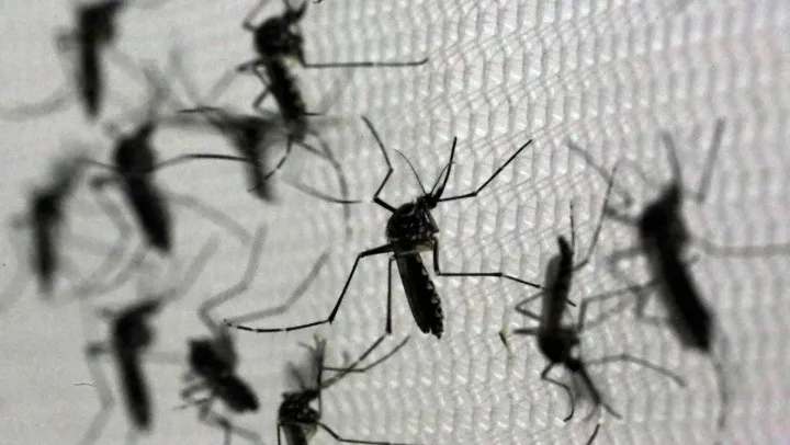 mosquitos_x1x_crop1708623173171.jpg_1833193316