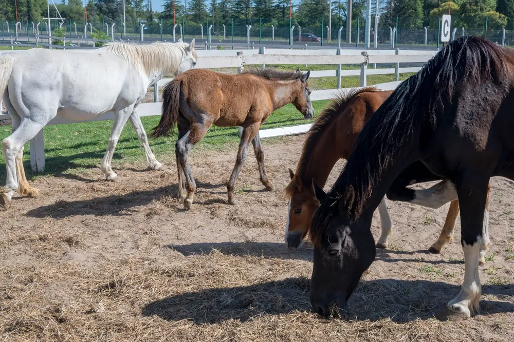 equioterapia-vm_-blanquita-argentina-y-sus-potrillos_23-01-2024-scaled