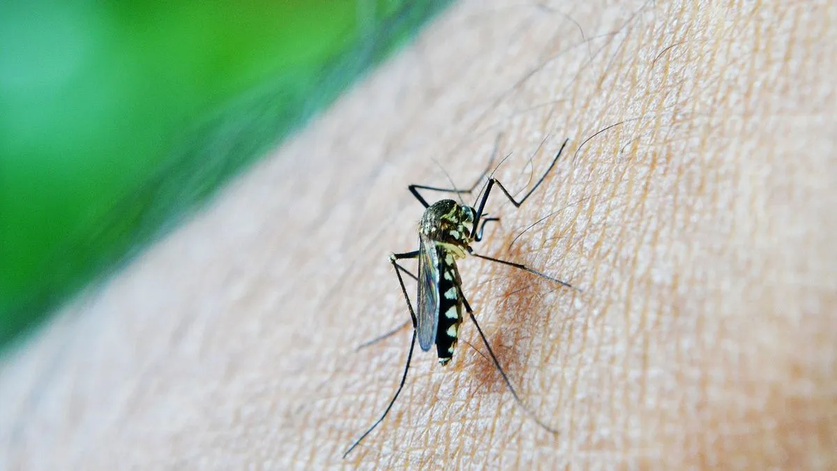 dengue-1200jpg