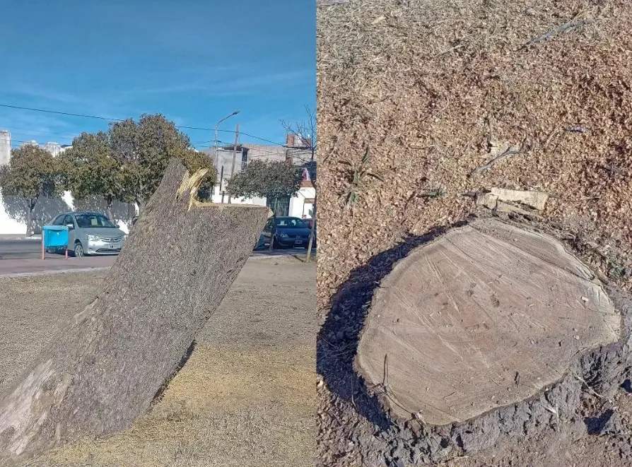 Captura de pantalla 2024-07-18 164651